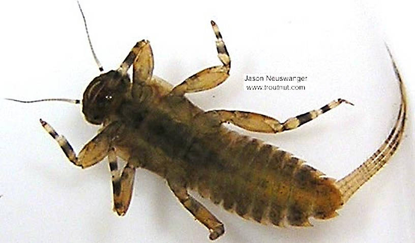 Ephemerella subvaria (Hendrickson) Mayfly Nymph from unknown in Wisconsin