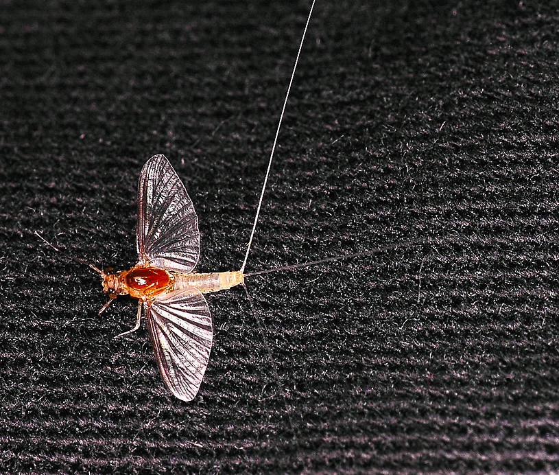 Caenis (Angler's Curses) Mayfly Adult from Kicking Horse Reservoir in Montana