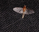 Caenis (Angler's Curses) Mayfly Adult