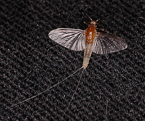 Caenis (Angler's Curses) Mayfly Adult