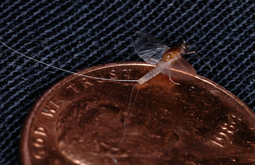 Caenis (Angler's Curses) Mayfly Adult from Kicking Horse Reservoir in Montana