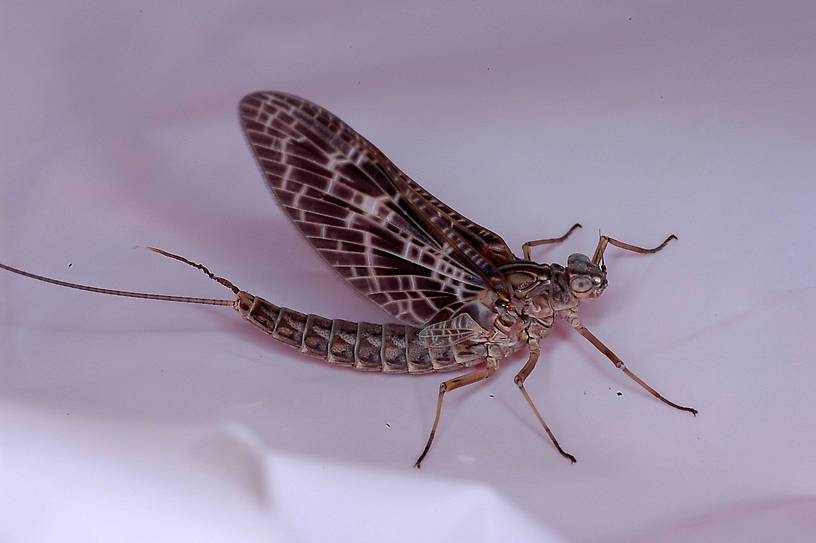 Female Callibaetis (Speckled Spinners) Mayfly Dun from Flathead Lake in Montana