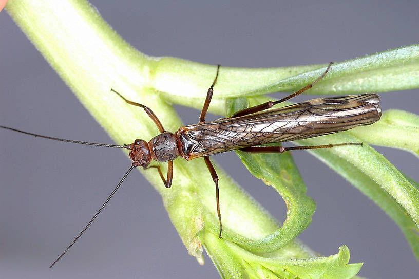 Megaleuctra stigmata (Little Black Needlefly) Stonefly Adult from Talking Water Creek in Montana