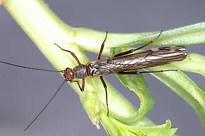 Megaleuctra stigmata (Little Black Needlefly) Stonefly Adult