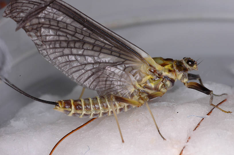 Female Drunella grandis (Western Green Drake) Mayfly Dun from the Jocko River in Montana