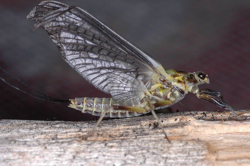 Female Drunella grandis (Western Green Drake) Mayfly Dun from the Jocko River in Montana