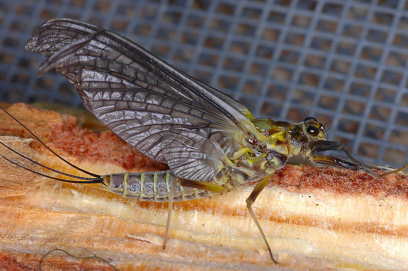 Female Drunella grandis (Western Green Drake) Mayfly Dun from the Jocko River in Montana