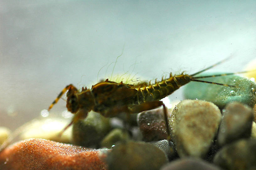 Drunella grandis (Western Green Drake) Mayfly Nymph from the Jocko River in Montana