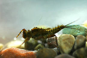 Drunella grandis (Western Green Drake) Mayfly Nymph