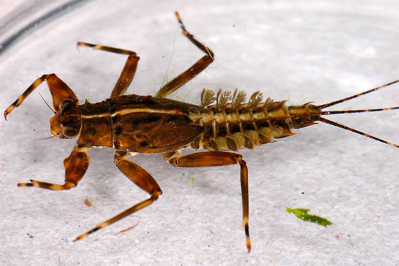 Drunella grandis (Western Green Drake) Mayfly Nymph from the Jocko River in Montana