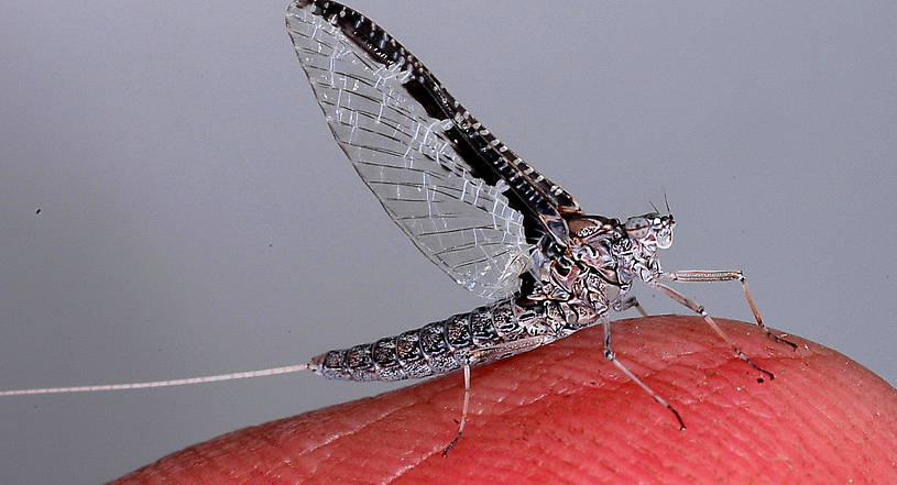 Female Callibaetis undatus (Speckled Spinner) Mayfly Spinner from the Flathead River-lower in Montana