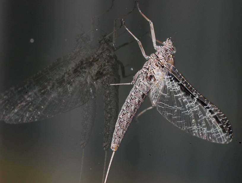 Female Callibaetis undatus (Speckled Spinner) Mayfly Spinner from the Flathead River-lower in Montana