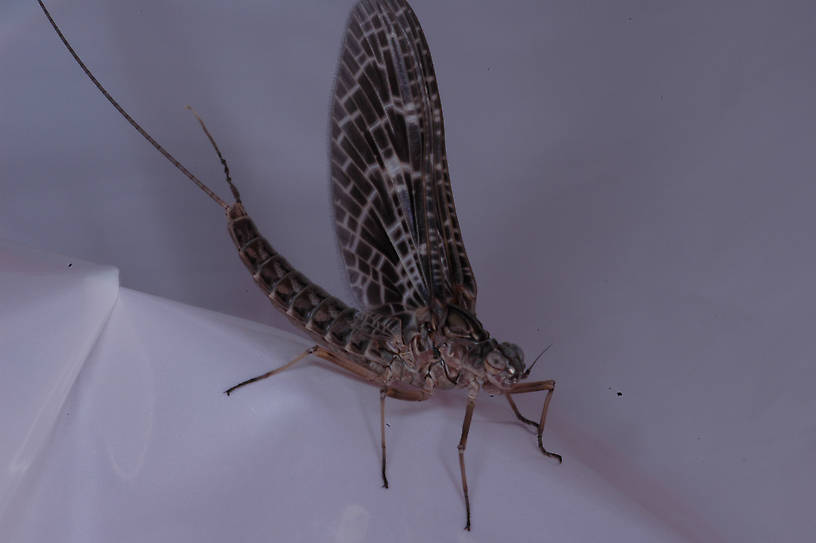 Callibaetis (Speckled Spinners) Mayfly Dun from the S. Fk. Milk River in Montana