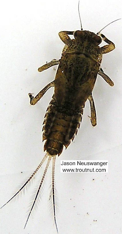 Ephemerella subvaria (Hendrickson) Mayfly Nymph from unknown in Wisconsin