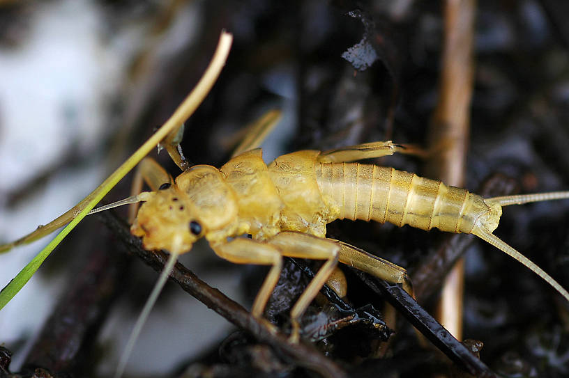 Claassenia sabulosa (Golden Stone) Stonefly Nymph from the Jocko River in Montana