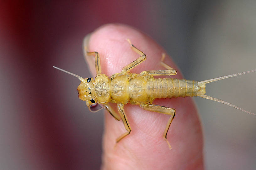 Claassenia sabulosa (Golden Stone) Stonefly Nymph from the Jocko River in Montana