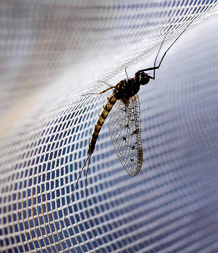 Male Ameletus oregonensis (Brown Dun) Mayfly Spinner from Hungry Horse Creek in Montana