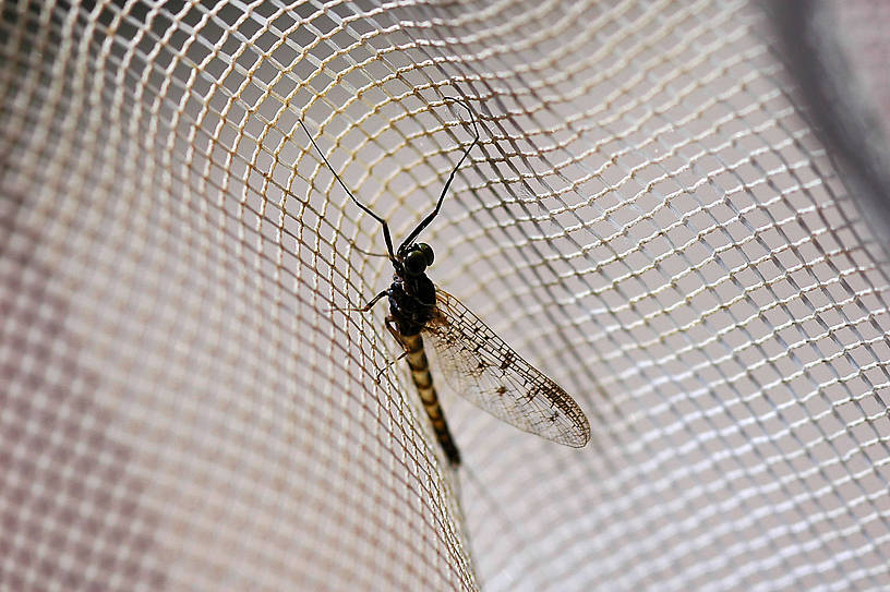 Male Ameletus oregonensis (Brown Dun) Mayfly Spinner from Hungry Horse Creek in Montana