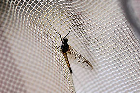 Male Ameletus oregonensis (Brown Dun) Mayfly Spinner