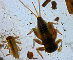 Rhithrogena  Mayfly Nymph