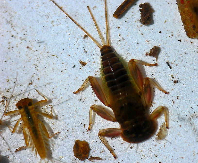 Rhithrogena Mayfly Nymph from Hungry Horse Creek in Montana