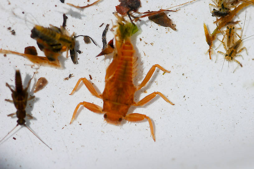 Drunella doddsii (Western Green Drake) Mayfly Nymph from Hungry Horse Creek in Montana