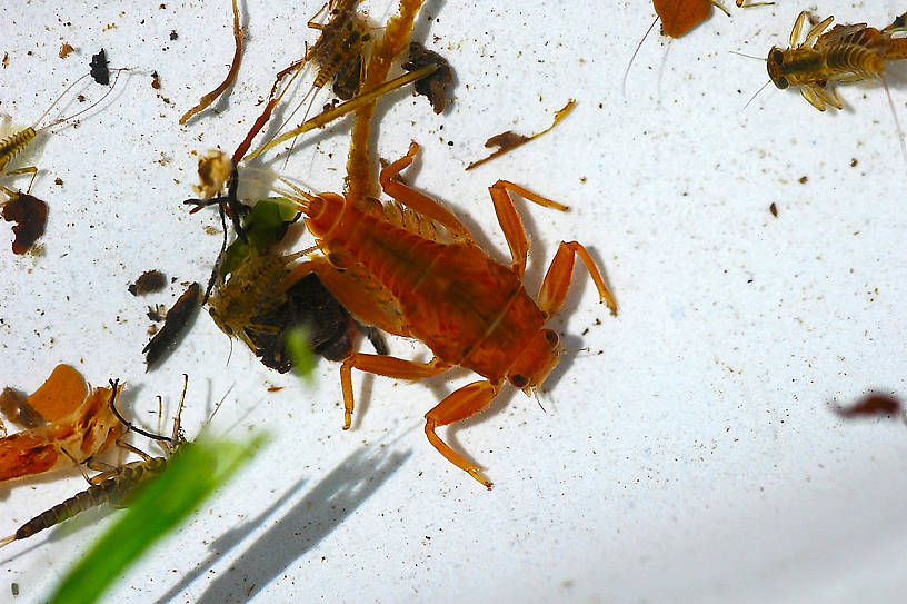 Drunella doddsii (Western Green Drake) Mayfly Nymph from Hungry Horse Creek in Montana