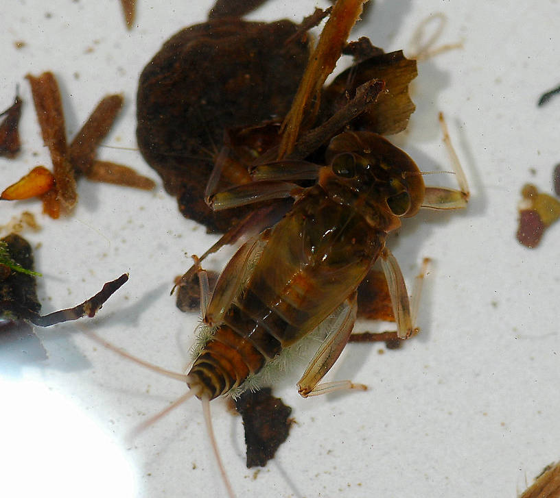 Rhithrogena Mayfly Nymph from Hungry Horse Creek in Montana