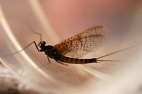 Cinygmula (Dark Red Quills) Mayfly Dun