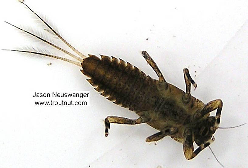 Ephemerella subvaria (Hendrickson) Mayfly Nymph from unknown in Wisconsin