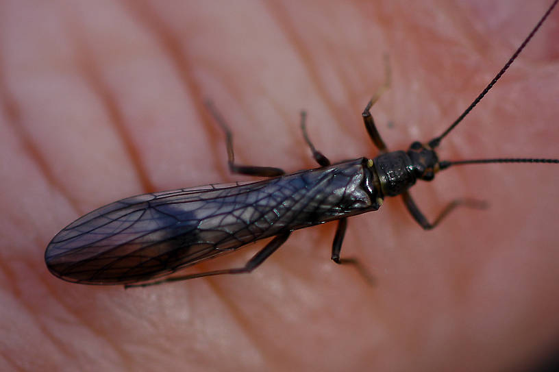 Taenionema pacificum (Willowfly) Stonefly Adult from the Jocko River in Montana