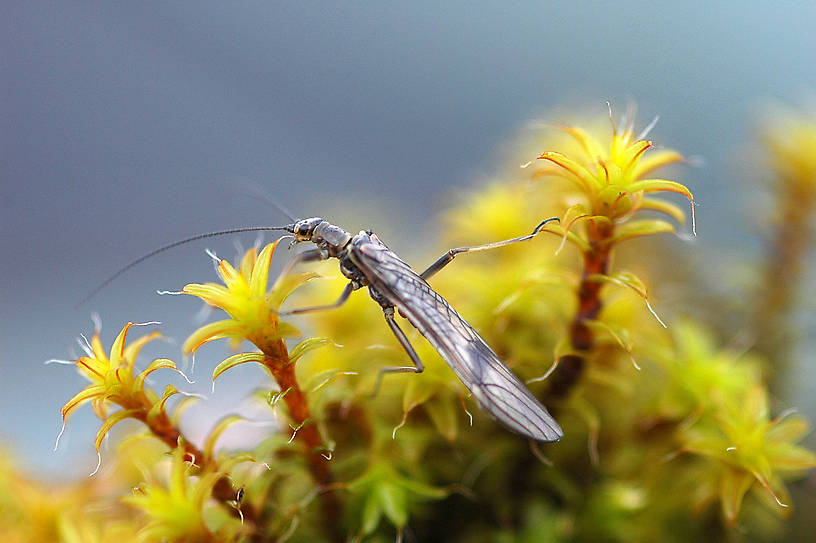 Taenionema pacificum (Willowfly) Stonefly Adult from the Jocko River in Montana