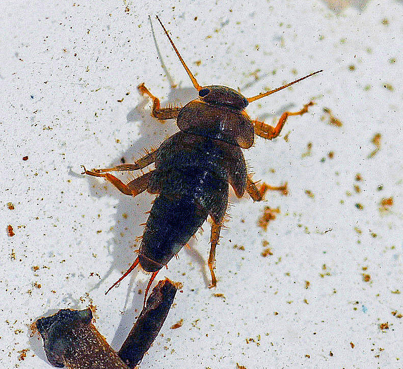 Yoraperla brevis (Roachfly) Stonefly Nymph from Station Creek in Montana