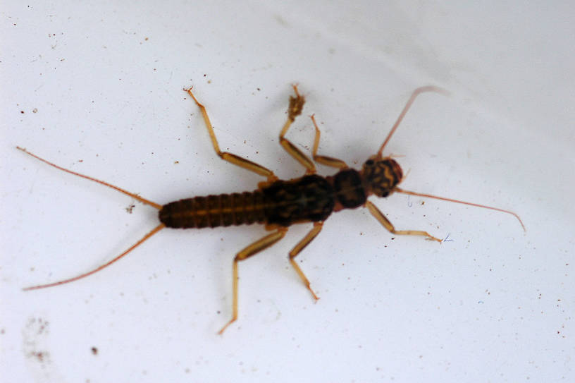 Skwala (Large Springflies) Stonefly Nymph from the Jocko River in Montana