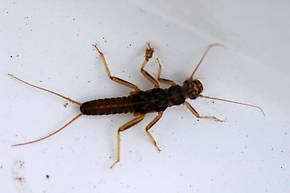 Skwala (Large Springflies) Stonefly Nymph