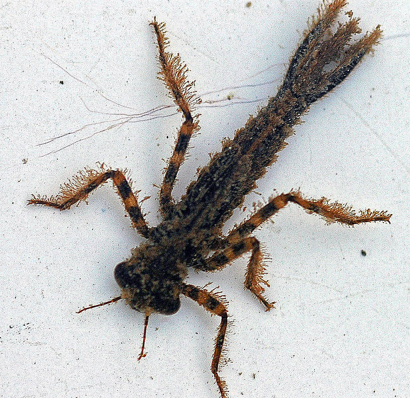 Argia Damselfly Nymph from the Jocko River in Montana