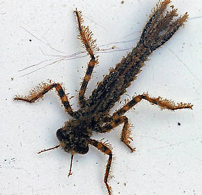 Argia  Damselfly Nymph