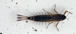 Ameletus (Brown Duns) Mayfly Nymph