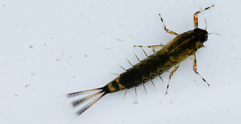 Ameletus (Brown Duns) Mayfly Nymph from the Flathead River-lower in Montana