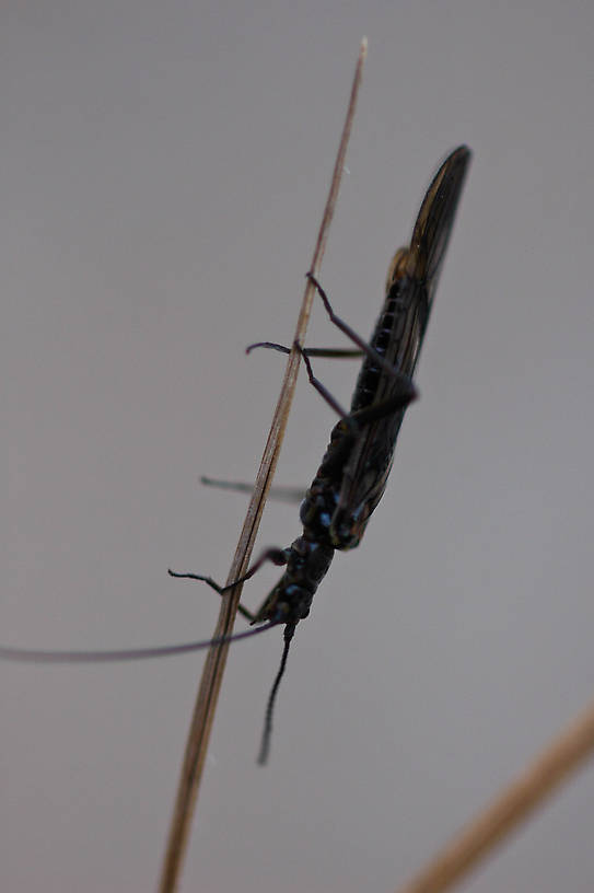 Male Taenionema pacificum (Willowfly) Stonefly Adult from the Jocko River in Montana