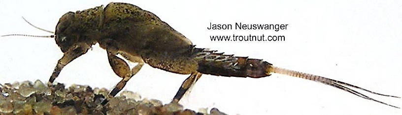 Ephemerella subvaria (Hendrickson) Mayfly Nymph from unknown in Wisconsin