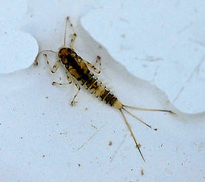 Baetis (Blue-Winged Olives) Mayfly Adult