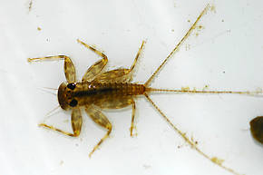 Heptagenia solitaria (Ginger Quill) Mayfly Nymph