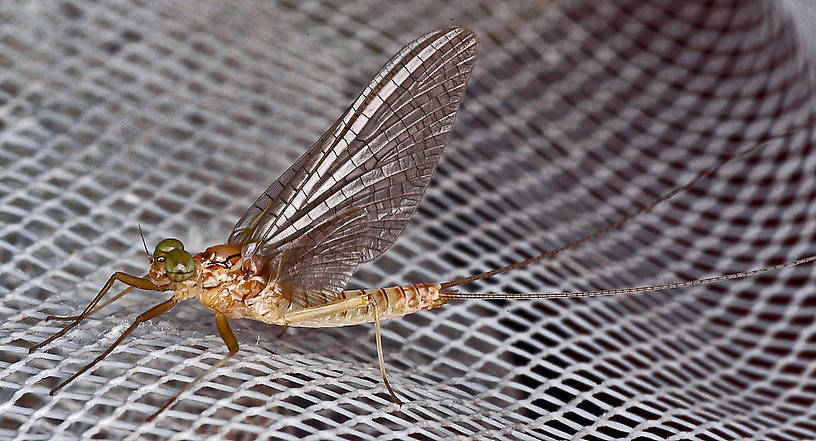 Heptagenia solitaria (Ginger Quill) Mayfly Adult from the Flathead River-lower in Montana