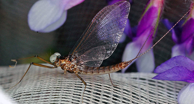 Heptagenia solitaria (Ginger Quill) Mayfly Adult from the Flathead River-lower in Montana