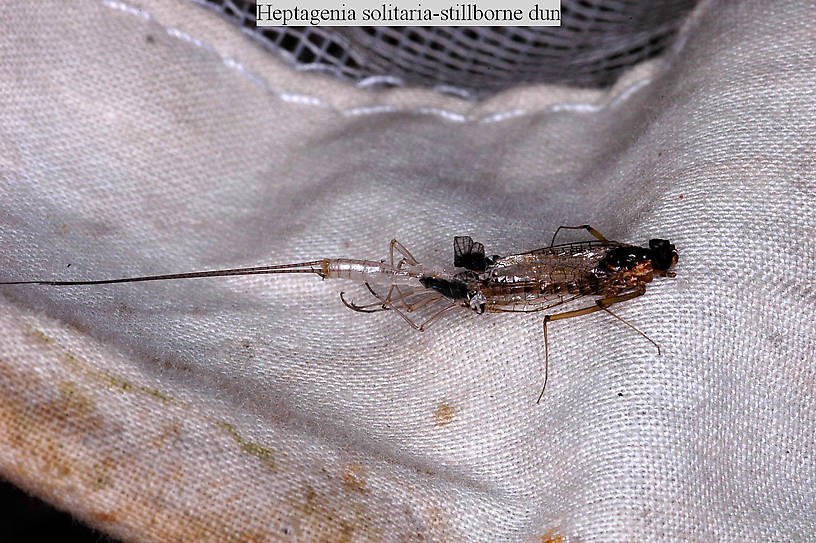 Heptagenia solitaria (Ginger Quill) Mayfly Adult from the Flathead River-lower in Montana