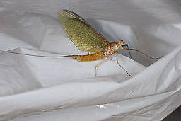 Ironodes nitidus (Slate Maroon Drake) Mayfly Adult from Yellow Bay Creek in Montana