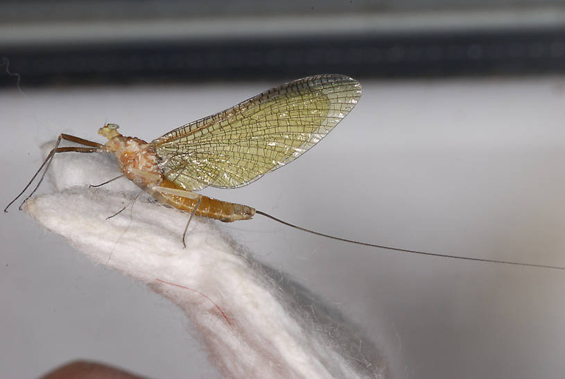 Ironodes nitidus (Slate Maroon Drake) Mayfly Adult from Yellow Bay Creek in Montana