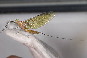 Ironodes nitidus (Slate Maroon Drake) Mayfly Adult