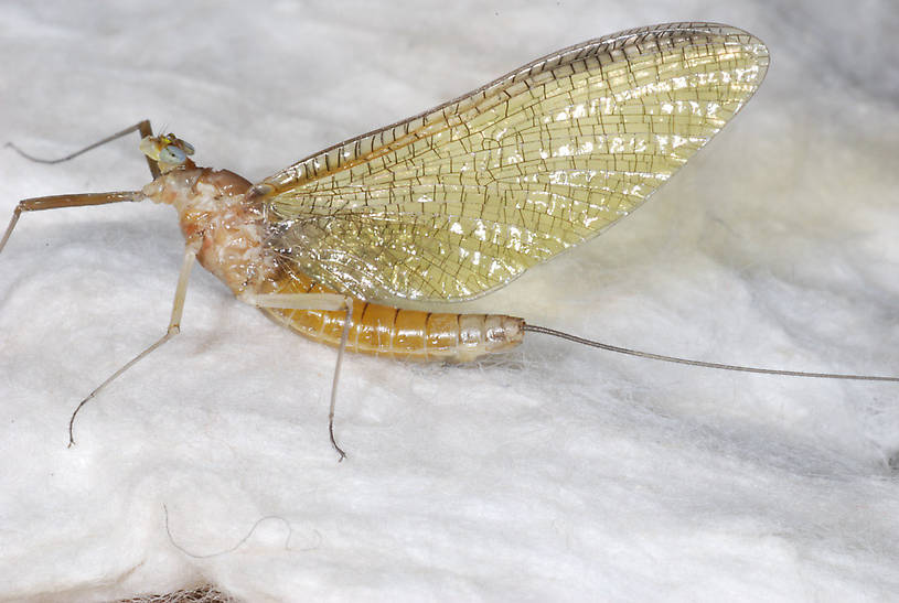 Ironodes nitidus (Slate Maroon Drake) Mayfly Adult from Yellow Bay Creek in Montana